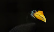 Close up on Exotic Black Malaysian Hornbill Close up on Exotic Black Malaysian Hornbill