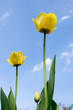 Beautiful yellow tulips