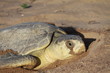 Tortue olivâtre