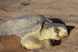 Tortue olivâtre