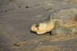 Tortue olivâtre