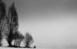 Trees Silhouetted Against a Grey Sky