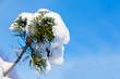 Pine Branch Covered in Snow