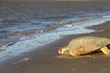 Tortue olivâtre