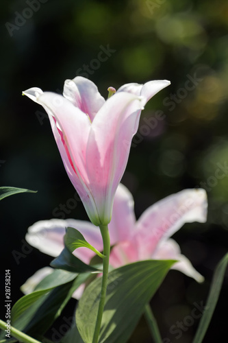 Photo: Pink lily Pink lily