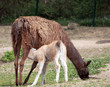 Lama