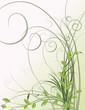 Herbs