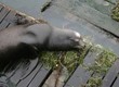 Californian Sealion 1