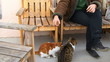 Cats like chips