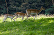 Three Fallow Deer in Field
