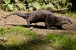 Eurasian Otter Eurasian Otter