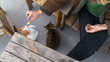 Cats like potato chips