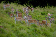 Group of Fallow Deer