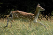Springing Fallow Deer in Field