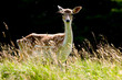 Fallow Deer Looking