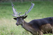 Deer with Antlers Deer with Antlers
