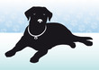 Labrador2