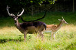 Fallow Deer Male with Antlers and Female Fallow Deer Male with Antlers and Female