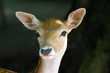 Fallow Deer Head Fallow Deer Head