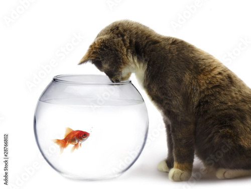 Photo: cat and a gold fish cat and a gold fish
