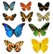 planche de papillons planche de papillons