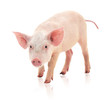 Photo en ligne au meilleur prix Pig on white