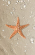 Starfish on a tropical beach