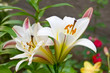 White decorative lily flower on natural garden background