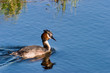 Horned grebe