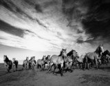 Wild horses - Fine Art prints