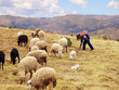 Schaafherde mit Hirte - peru
