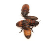 Madagascar cockroaches