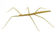 Carausius morosus