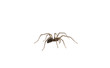 Tegenaria domestica