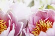 water lily blossoms