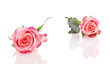 two symbolic pink orange roses isolated over white background two symbolic pink orange roses isolated over white background