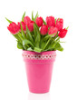a bouquet of red colorful tulips in a pink vase with a red white a bouquet of red colorful tulips in a pink vase with a red white