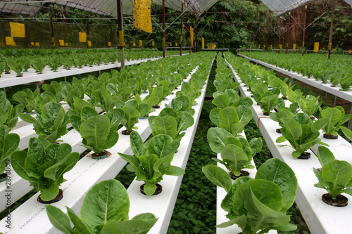 Photo: Hydrophonic Plantation at Cameron Highlands, Malaysia.. Hydrophonic Plantation at Cameron Highlands, Malaysia..