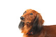 Dachshund portrait over white