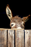 Shy Donkey - Fine Art prints