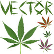 marijuana leafs