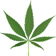 cannabis leaf