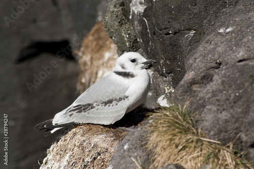 Photo: Gaviota tridáctila (Rissa tridactyla) Gaviota tridáctila (Rissa tridactyla)