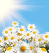 daisies