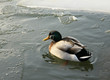 Erpel auf eisbedeckter Ostsee