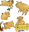 pigs