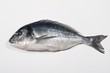 Bream on white background