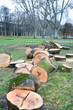 Foto: Baumholz Baumholz