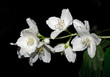 Mock-orange flowers