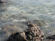 L'oiseau et la mer L'oiseau et la mer